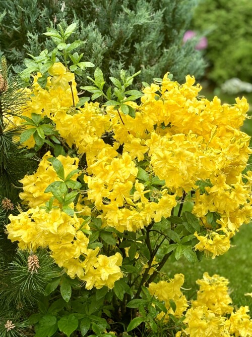 Rhododendron Anneke 2025
