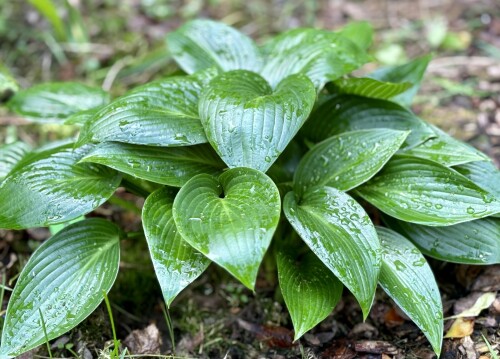 Devon Green