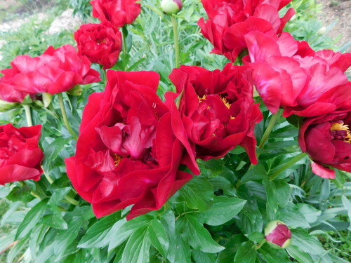 DSCN0059
