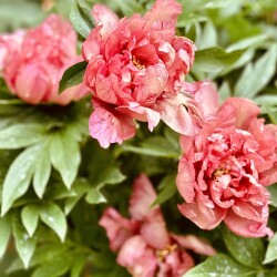 IMG_94897a89100fd94938ca