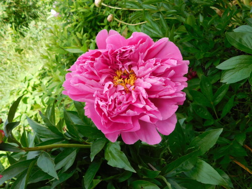 DSCN0308275eaddf5a7e5d02.jpg