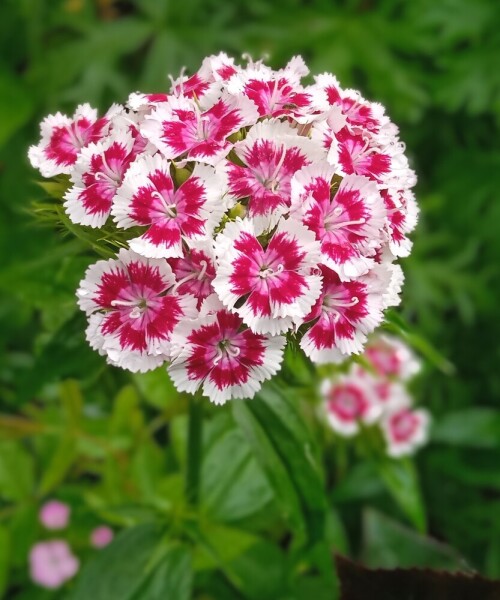 summer-June-17419b0fe8b70647d.jpg