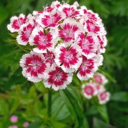 summer-June-17419b0fe8b70647d