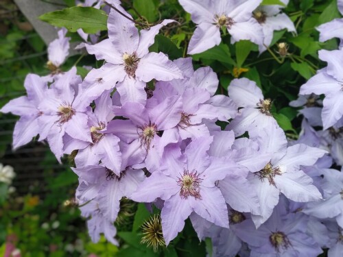 blue-clem-2-jul74dd5175e41a14ff.jpg