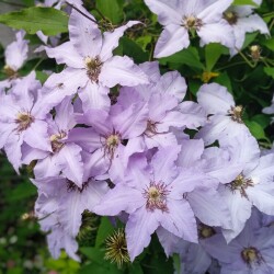 blue-clem-2-jul74dd5175e41a14ff