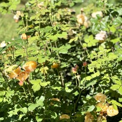 IMG_97550cc5e33f60b3aa38