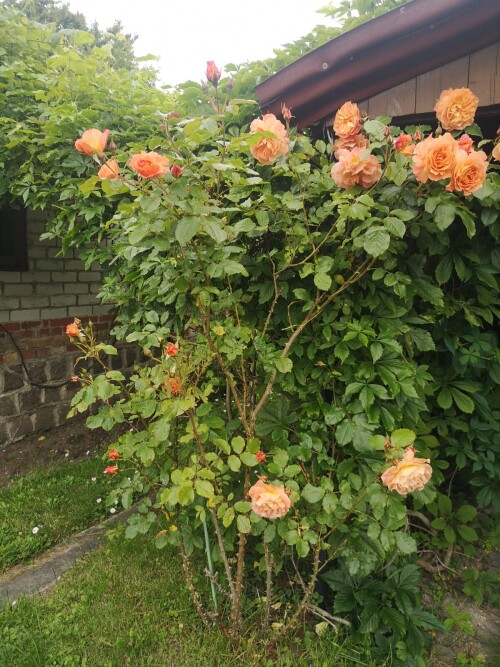 IMG 20250708 181855