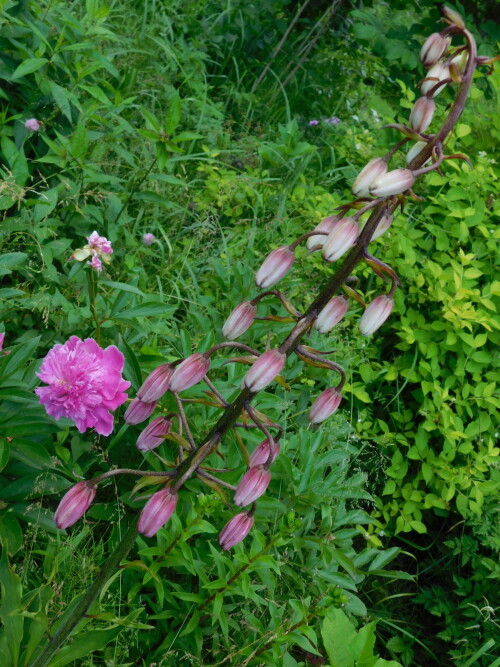 DSCN0686