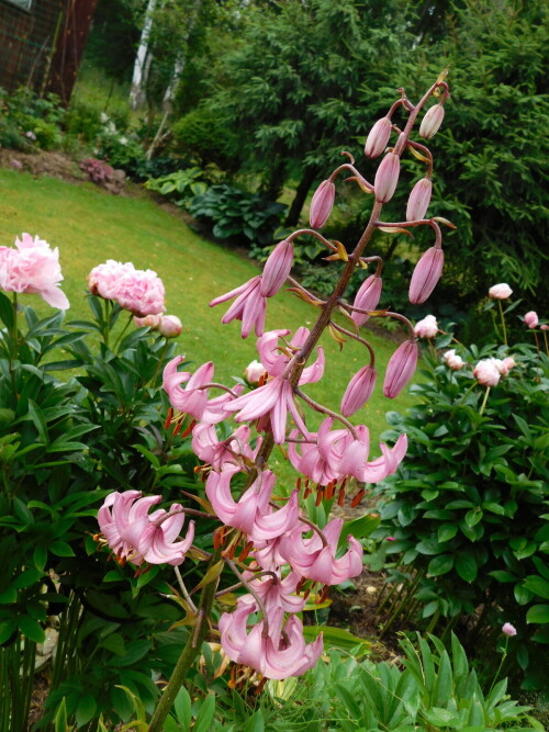 DSCN0959
