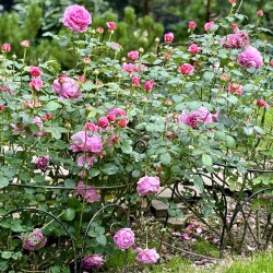 IMG_9829dc151b97daa82239