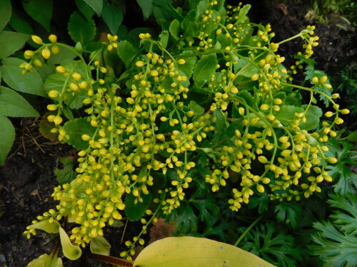 DSCN0721