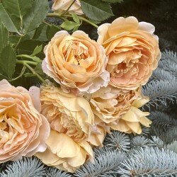 IMG_9911a2f02f5a0a19ac7f