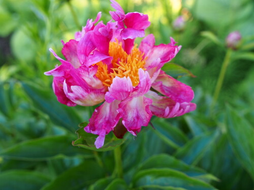 Cherry-Twist-2dca1c163aa4a9ba4.jpg
