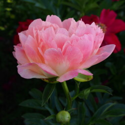 Coral-Sunset-253ecd582c5f1afe0