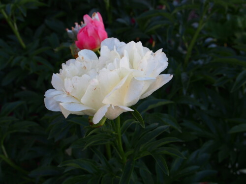 Coral-Sunset-39cdf98a391fe3f12.jpg