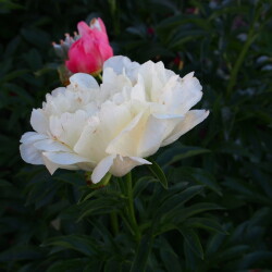 Coral-Sunset-39cdf98a391fe3f12