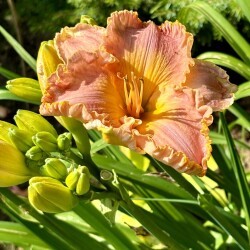 IMG_0009e664075e4da0333e