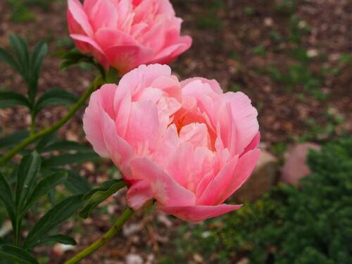 Pink-Gawain-Coral1b08492ef7d70529.jpg