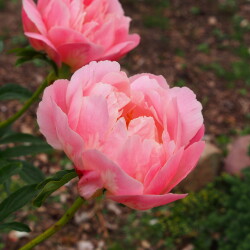 Pink-Gawain-Coral1b08492ef7d70529