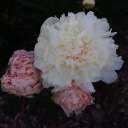 Summer-Glow-953b321d9f9ac0a89