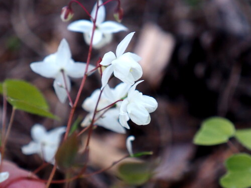 Niveade0105f2256cb0f8.jpg