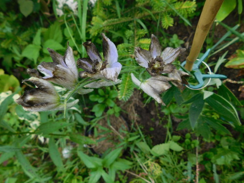 DSCN1444