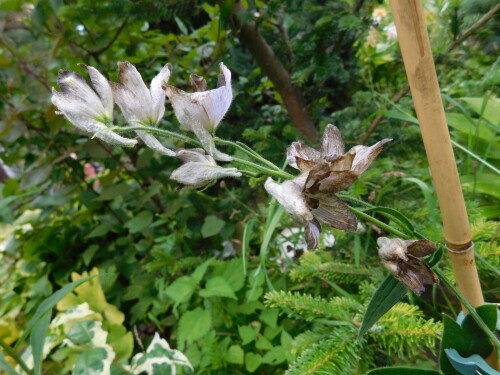 DSCN1445