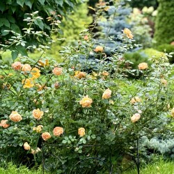 IMG_01486ac9835a5d6234bb