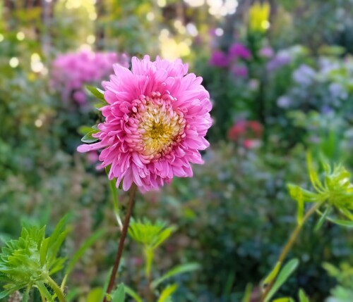 aster-10-Aug-254a2a7828f7d39b31.jpg