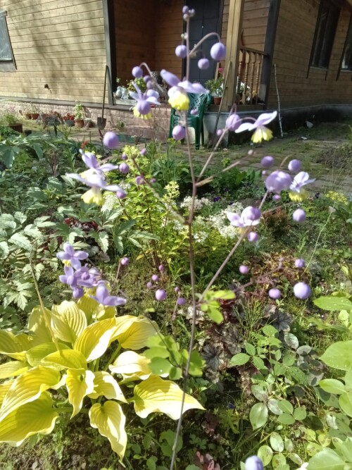A-U-MEN-VASILISTNIK-thalictrum-rochebrunianum-OT-KRESTYNINOVA.ee9de8a0dc7f7008.jpg