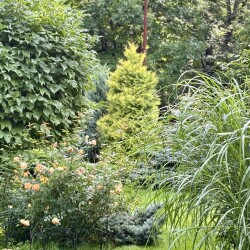 IMG_0162f891ee64c447b48c