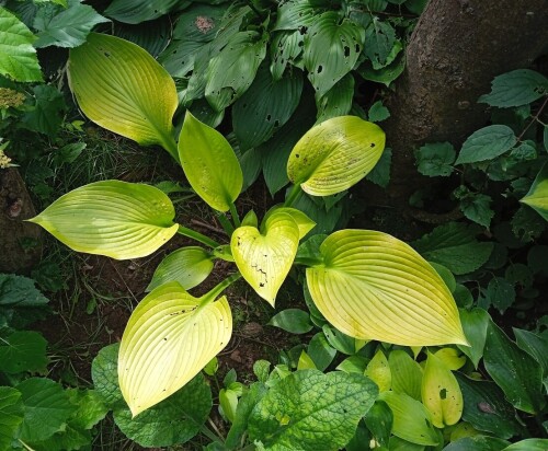yellow-seedling-14-augd23c75210ae8b3e6.jpg