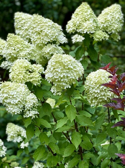 Hydrangea paniculata Limelight