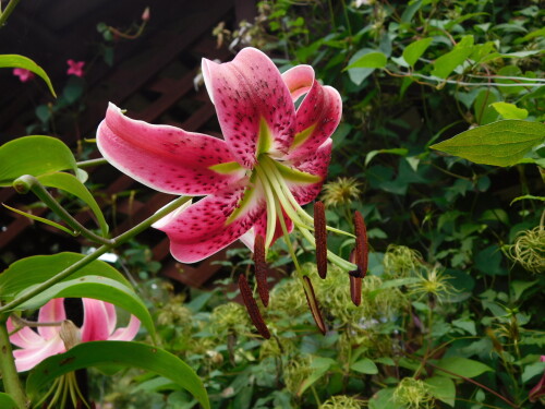 DSCN097603661f61c3e54fc2.jpg