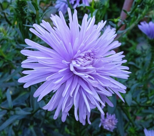 aster-blue-4-SEP-1064d20f168e8d25b.jpg