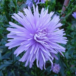 aster-blue-4-SEP-1064d20f168e8d25b