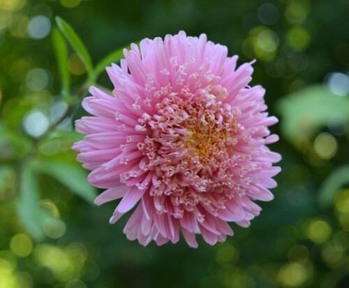 aster 11 sep 2