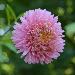 aster-11-sep-25d5bbe2c10f85c31