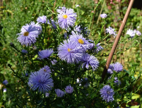 aster 11 sep 3