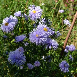 aster-11-sep-3ec74205b61ce8b24