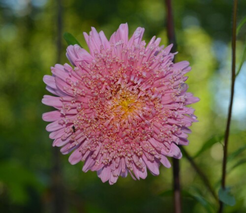 aster 11 sep