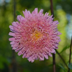 aster-11-sep56522cc519c4f55d