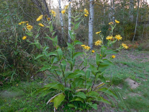 DSCN21149724c8891714b009.jpg