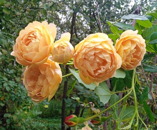 Golden 20 sep