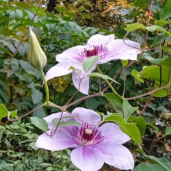 29-SEP-clem-seedling7c636921d22480ac