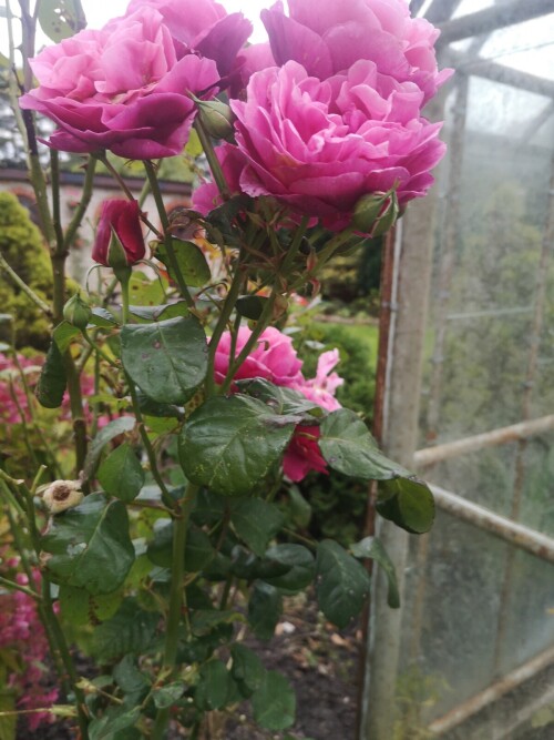 IMG 20250930 182335 1