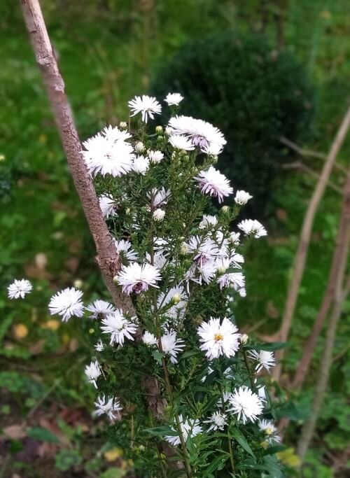 white aster 4 oct