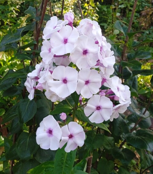 white flower 3 Oct 4
