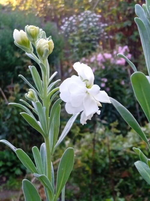 white flower Oct 4