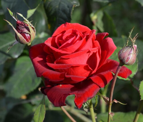 Red Star 4 oct 1